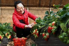 澳门太阳城集团：游客在采摘草莓